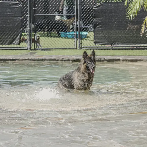 The Lodge at New Tampa Dog Sitting in Pool